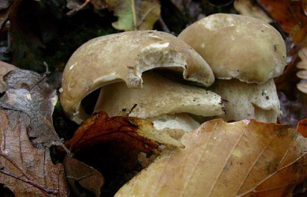 479 Ottobre vecchio ritrovamento